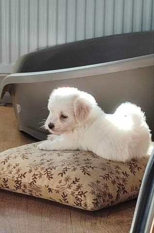 Котон де Тулеар Другa, 3 месеца - град Извън България | Кучета - снимка 10