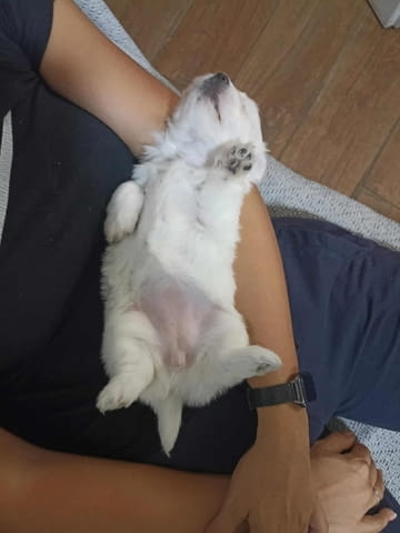 Котон де Тулеар Другa, 3 месеца - град Извън България | Кучета - снимка 11