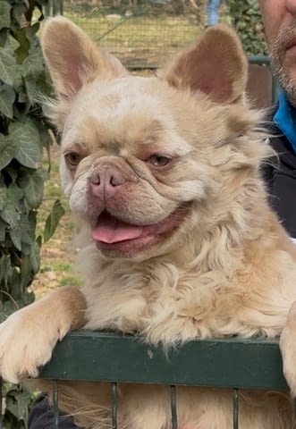 Френски булдог, женски в разгонване French Bulldog, 2 Years - city of Izvun Bulgaria | Dogs