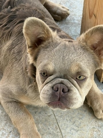 Женски френски булдог Френски булдог - град Извън България | Кучета - снимка 5