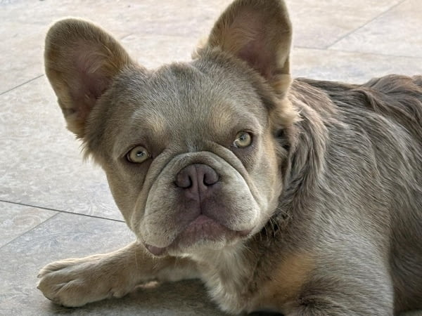 Женски френски булдог Френски булдог - град Извън България | Кучета - снимка 6