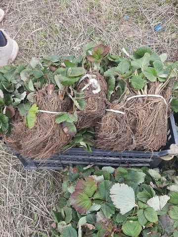 Prodavam razsad koreni celogodishni qgodi razlichni sortove, city of Gotsе Dеlchеv