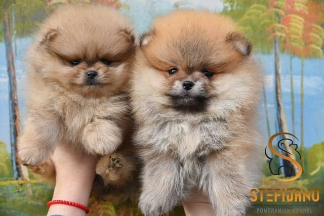 Померански шпиц кученца Pomeranian, Vaccinated - Yes, Dewormed - Yes - city of Izvun Bulgaria | Dogs - снимка 1