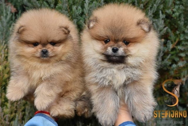 Померански шпиц кученца Pomeranian, Vaccinated - Yes, Dewormed - Yes - city of Izvun Bulgaria | Dogs - снимка 2