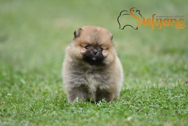 Померански шпиц кученца Pomeranian, Vaccinated - Yes, Dewormed - Yes - city of Izvun Bulgaria | Dogs - снимка 3