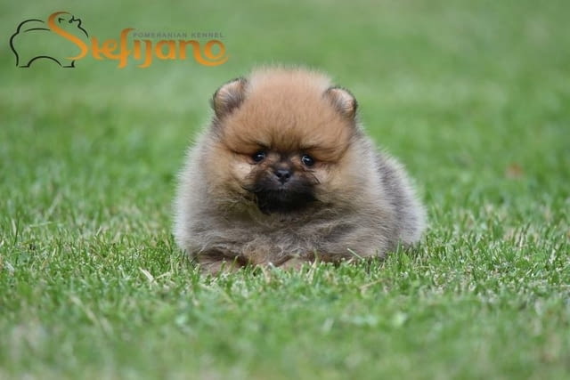 Померански шпиц кученца Pomeranian, Vaccinated - Yes, Dewormed - Yes - city of Izvun Bulgaria | Dogs - снимка 5