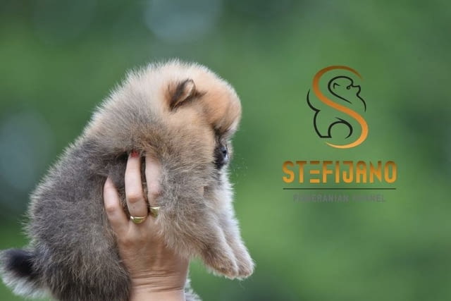 Померански шпиц кученца Pomeranian, Vaccinated - Yes, Dewormed - Yes - city of Izvun Bulgaria | Dogs - снимка 6