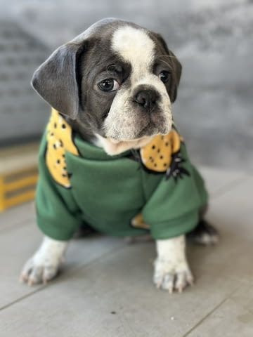 Exotic Pug Другa - city of Izvun Bulgaria | Dogs - снимка 1