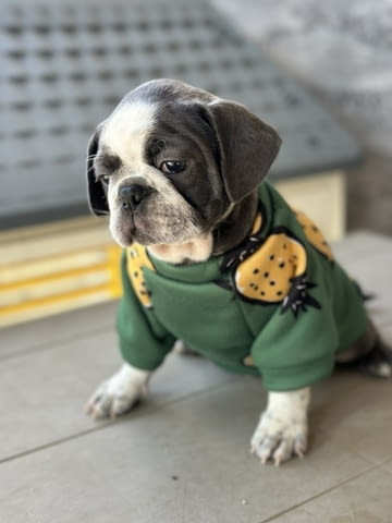 Exotic Pug Другa - city of Izvun Bulgaria | Dogs - снимка 2