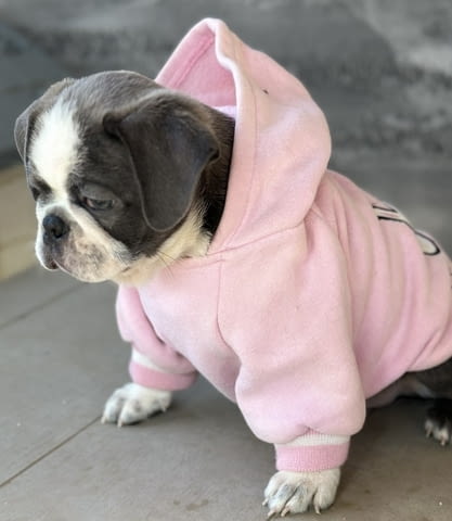 Exotic Pug Другa - city of Izvun Bulgaria | Dogs - снимка 3