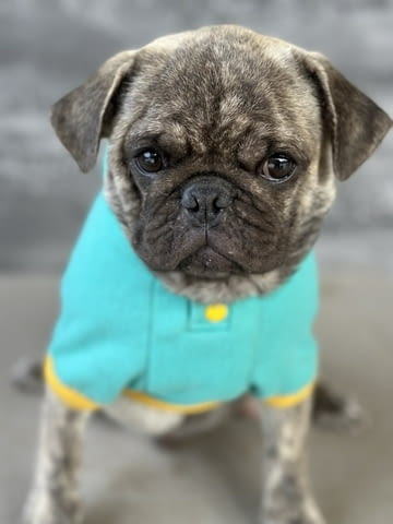 Exotic Pug Другa - city of Izvun Bulgaria | Dogs - снимка 5