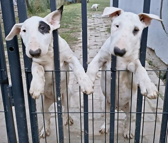 Стандартни бул териер кученца Bulterier, Vaccinated - Yes, Dewormed - Yes - city of Izvun Bulgaria | Dogs - снимка 2