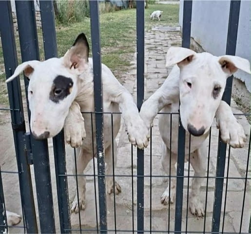 Стандартни бул териер кученца Bulterier, Vaccinated - Yes, Dewormed - Yes - city of Izvun Bulgaria | Dogs - снимка 3