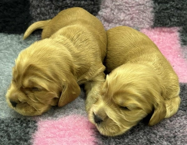 Английски кокер шпаньол, кученца English Cocker Spaniel, 2 Months, Vaccinated - Yes - city of Izvun Bulgaria | Dogs - снимка 1