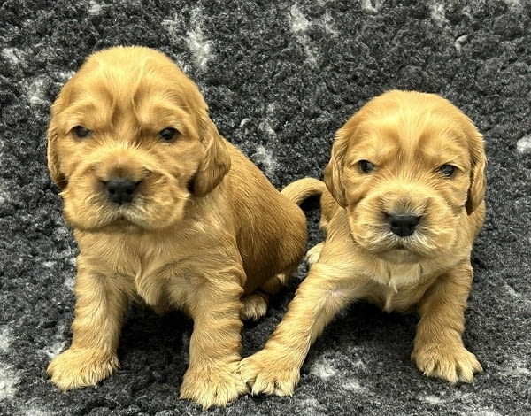 Английски кокер шпаньол, кученца English Cocker Spaniel, 2 Months, Vaccinated - Yes - city of Izvun Bulgaria | Dogs - снимка 2