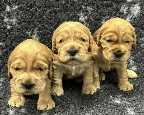 Английски кокер шпаньол, кученца English Cocker Spaniel, 2 Months, Vaccinated - Yes - city of Izvun Bulgaria | Dogs - снимка 5