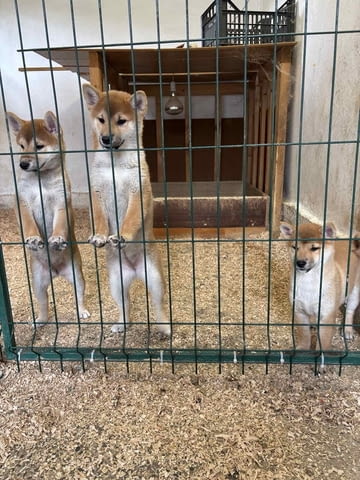 Shiba inu puppies from top parents Шиба ину - град Извън България | Кучета - снимка 2