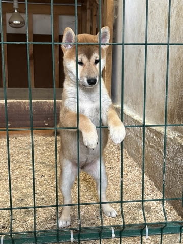 Shiba inu puppies from top parents Шиба ину - град Извън България | Кучета - снимка 3