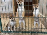 Shiba inu puppies from top parents