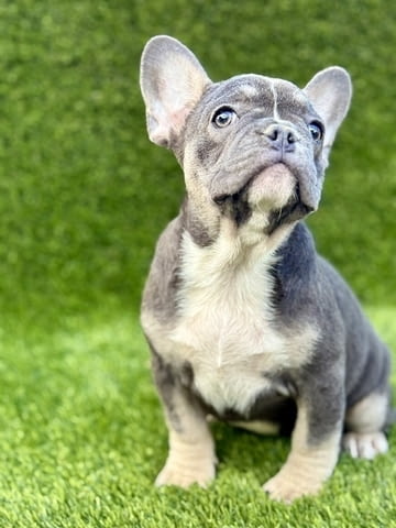 Френски булдог красиви кученца French Bulldog, 2 Months - city of Izvun Bulgaria | Dogs - снимка 2