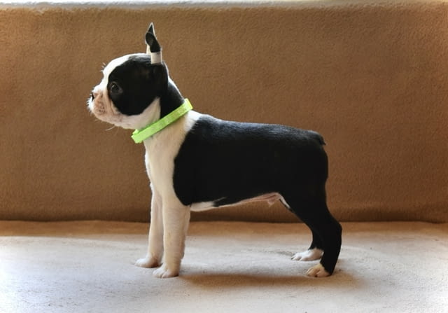 Boston terrier puppies Бостънски териер - град Извън България | Кучета - снимка 1