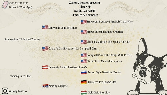 Boston terrier puppies Бостънски териер - град Извън България | Кучета - снимка 3