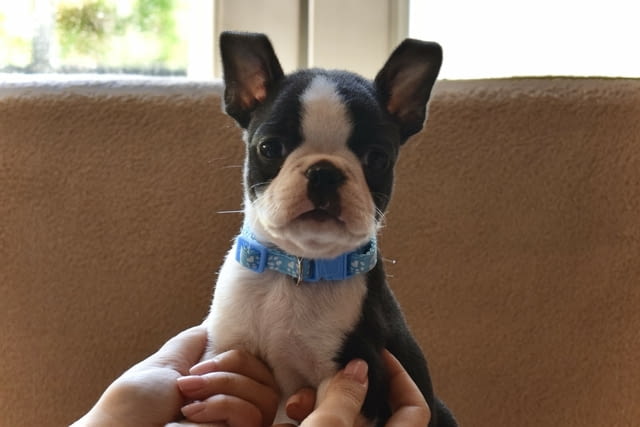 Boston terrier puppies Бостънски териер - град Извън България | Кучета - снимка 4