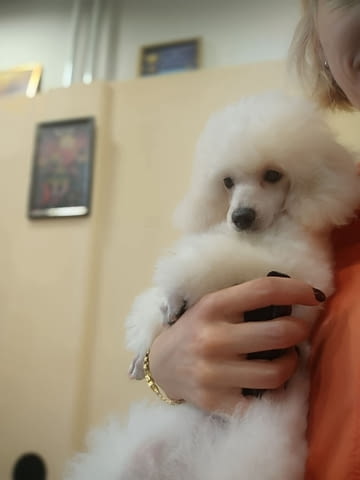 Top poodle puppies Mini Poodle - city of Izvun Bulgaria | Dogs - снимка 1