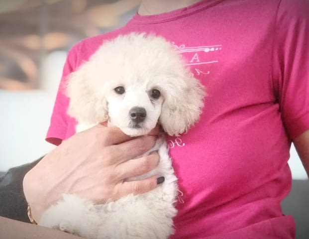 Top poodle puppies Mini Poodle - city of Izvun Bulgaria | Dogs - снимка 2