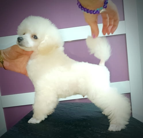 Top poodle puppies Mini Poodle - city of Izvun Bulgaria | Dogs - снимка 4
