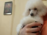 Top poodle puppies