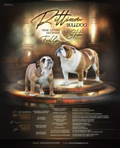 Красиви кученца английски булдог Булдог, 2 месеца, Ваксинирано - Да - град Извън България | Кучета - снимка 5