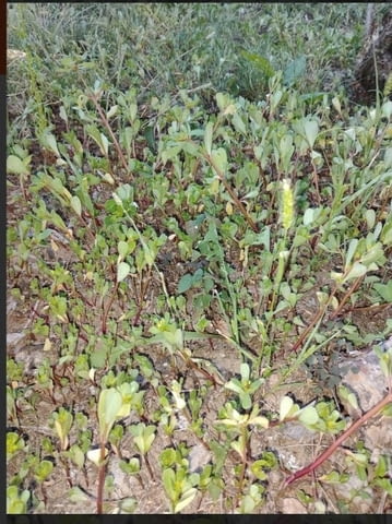 Тученица - city of Montana | Flowers & Pots