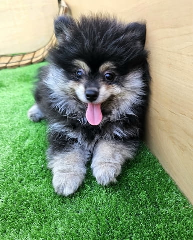 Продавам померани Pomeranian, 3 Months, Vaccinated - Yes - city of Varna | Dogs - снимка 1