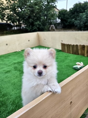 Продавам померани Pomeranian, 3 Months, Vaccinated - Yes - city of Varna | Dogs - снимка 2