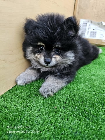Продавам померани Pomeranian, 3 Months, Vaccinated - Yes - city of Varna | Dogs - снимка 3