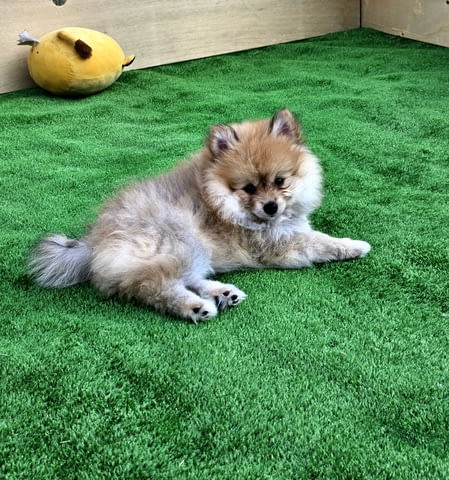 Продавам померани Pomeranian, 3 Months, Vaccinated - Yes - city of Varna | Dogs - снимка 4