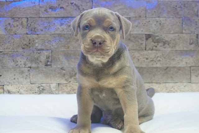 Pitbull Lilac Tricolor puppy American Pit Bull Terrier - city of Izvun Bulgaria | Dogs - снимка 1