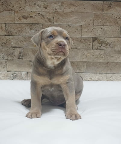 Pitbull Lilac Tricolor puppy American Pit Bull Terrier - city of Izvun Bulgaria | Dogs - снимка 2