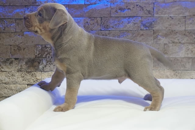 Pitbull Lilac Tricolor puppy American Pit Bull Terrier - city of Izvun Bulgaria | Dogs - снимка 5