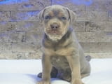 Pitbull Lilac Tricolor puppy