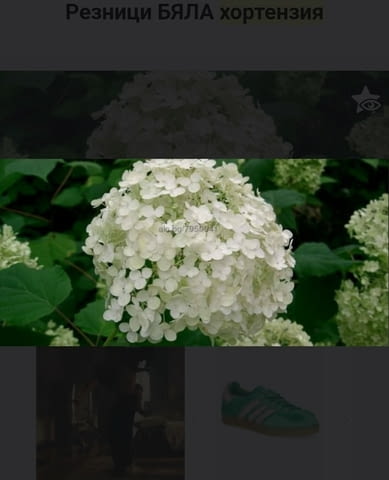 Хортензия - city of Bеrkovitsa | For the Garden - снимка 1