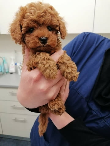Слаък Той Пудел Toy Poodle, 2 Months, Vaccinated - Yes - city of Sofia | Dogs - снимка 1