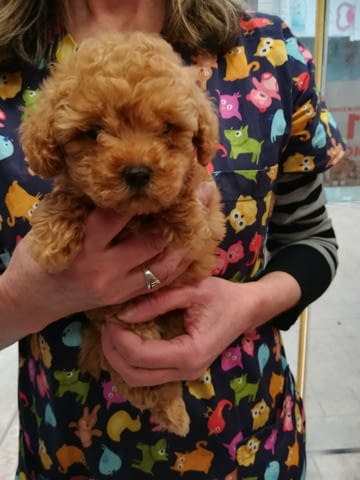 Слаък Той Пудел Toy Poodle, 2 Months, Vaccinated - Yes - city of Sofia | Dogs - снимка 2