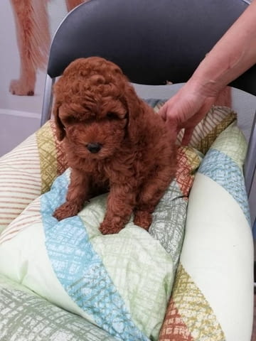 Уникално малки Той пудели Toy Poodle, Vaccinated - Yes, Dewormed - Yes - city of Sofia | Dogs - снимка 2