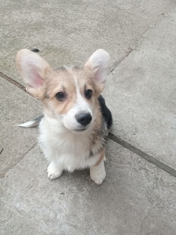 Welsh Corgi puppies Другa - град Извън България | Кучета - снимка 2