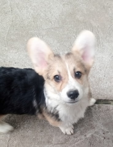 Welsh Corgi puppies Другa - град Извън България | Кучета - снимка 3