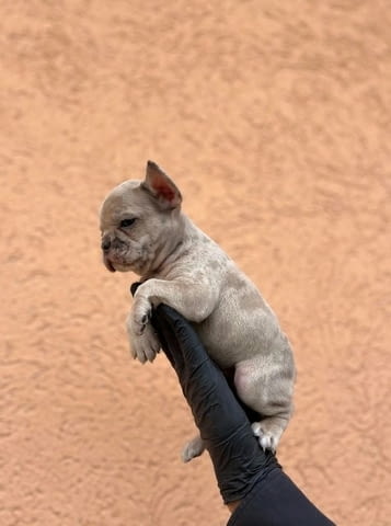 Екзотичен френски булдог Балкан – кученца от ТОП качество, city of Sofia | Dogs - снимка 4