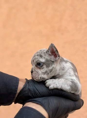 Екзотичен френски булдог Балкан – кученца от ТОП качество, city of Sofia | Dogs - снимка 6