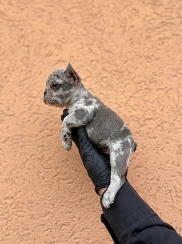 Екзотичен френски булдог Балкан – кученца от ТОП качество, city of Sofia | Dogs - снимка 7